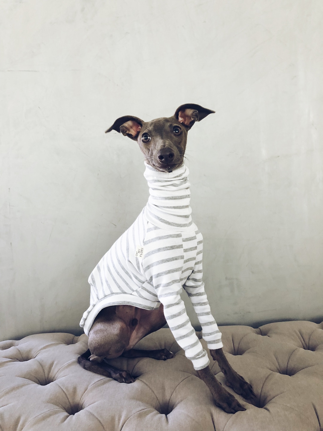 whippet apparel