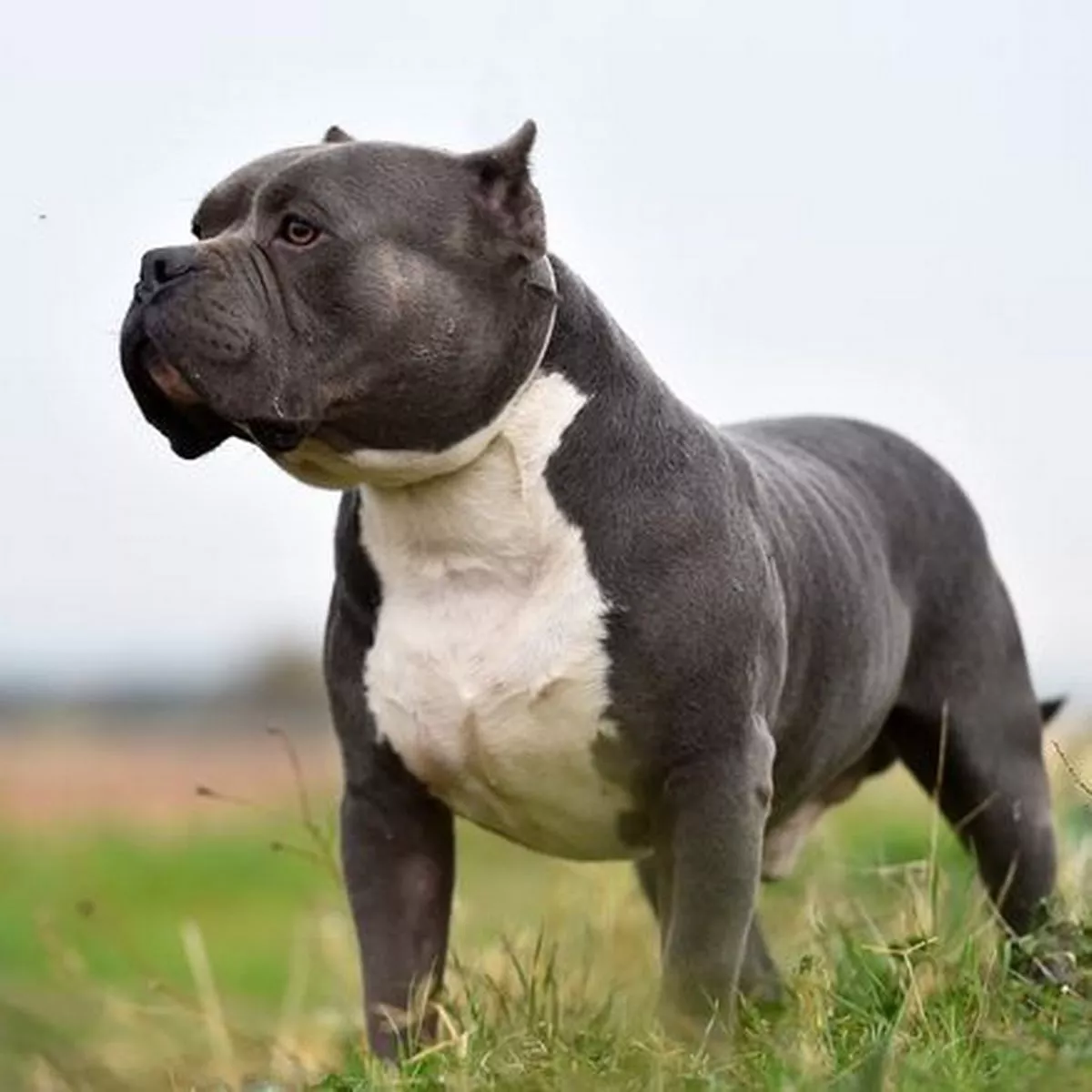 xl bully for sale bristol