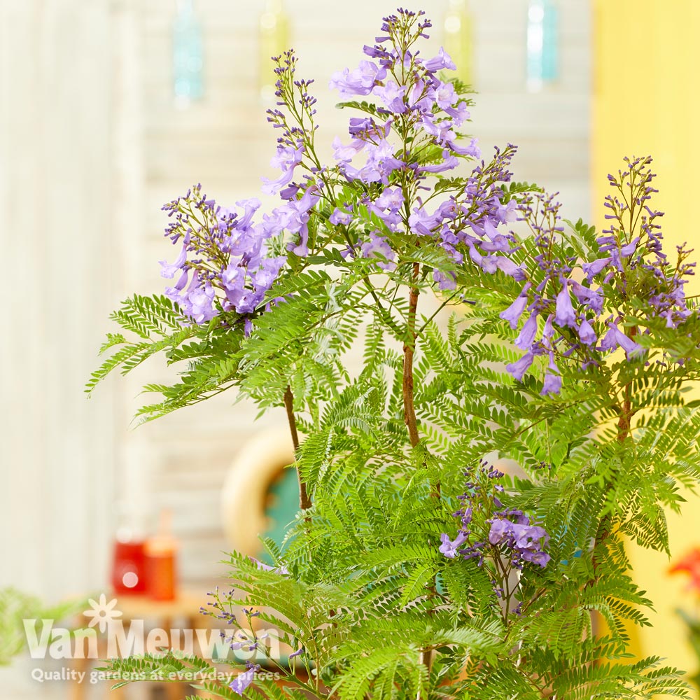 jacaranda bonsai blue