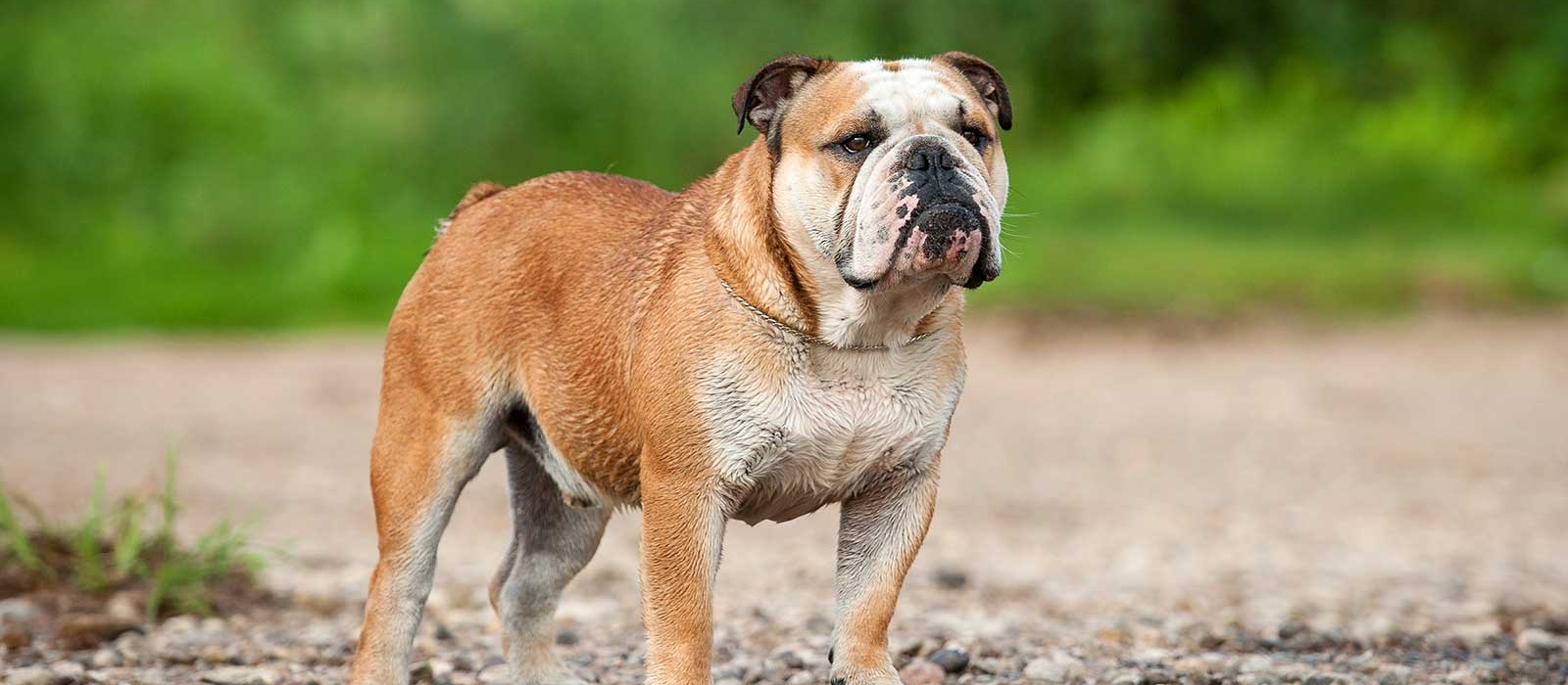 english bulldogs for sale