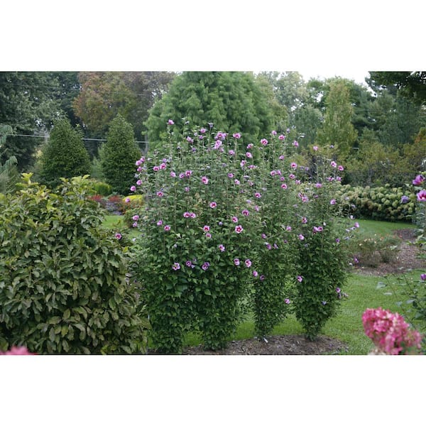 hibiscus purple pillar