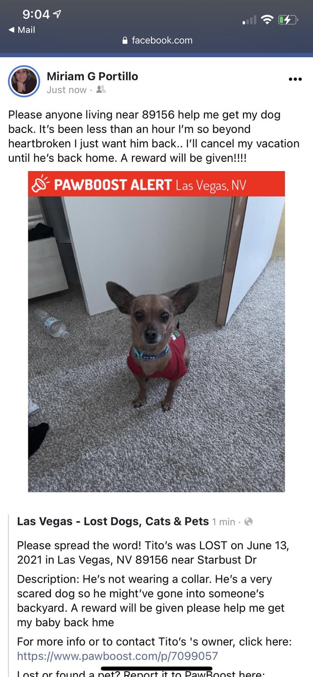 lost and found dogs las vegas