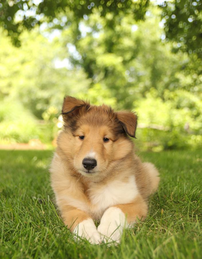 rough collie puppies for sale