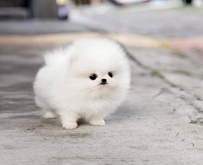 teacup puppies