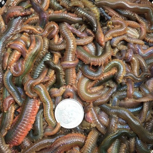 where to buy worms near me