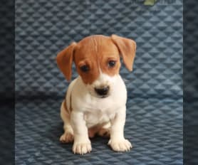 jack russell long hair puppies for sale