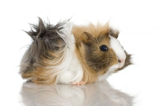 guinea pig breeds uk