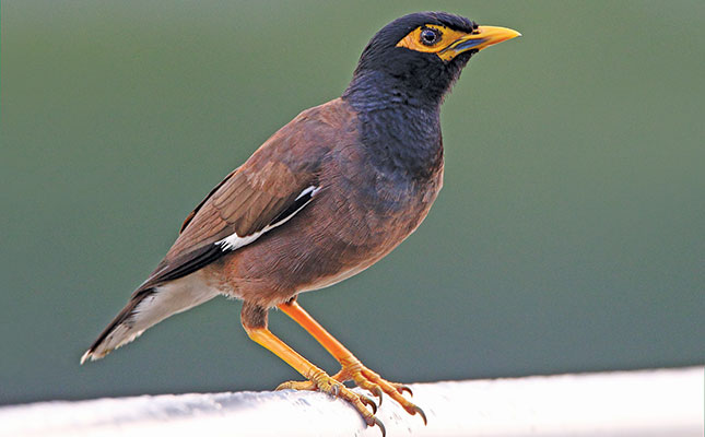 mynah images