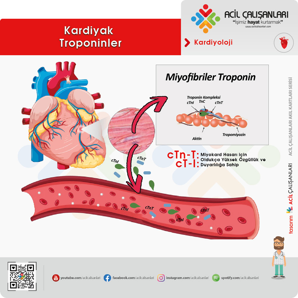 troponin c nedir