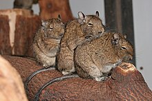 degu lifespan