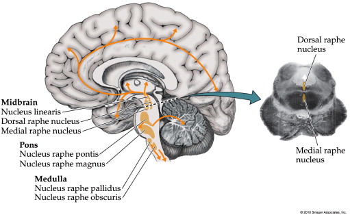 dorsal raphe nucleus