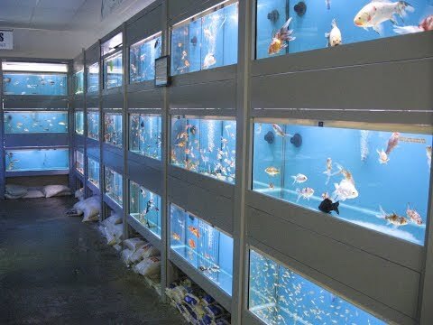 aquarium in hoppers crossing