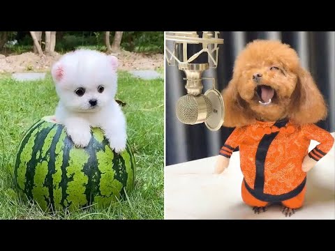 puppy dog videos funny