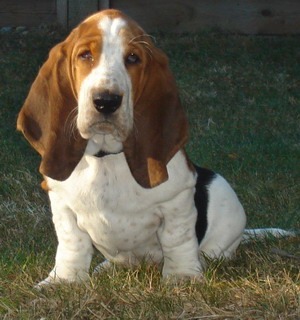 basset hound puppies alberta