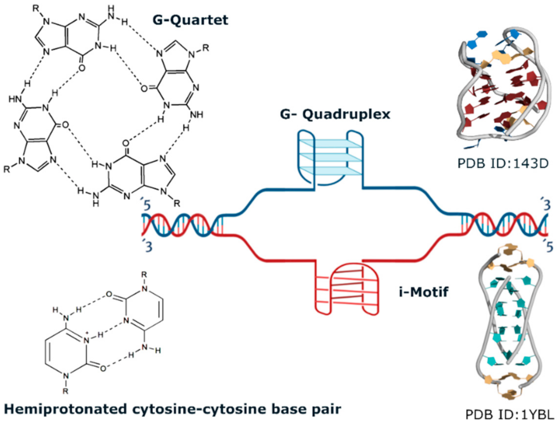 quadruplex