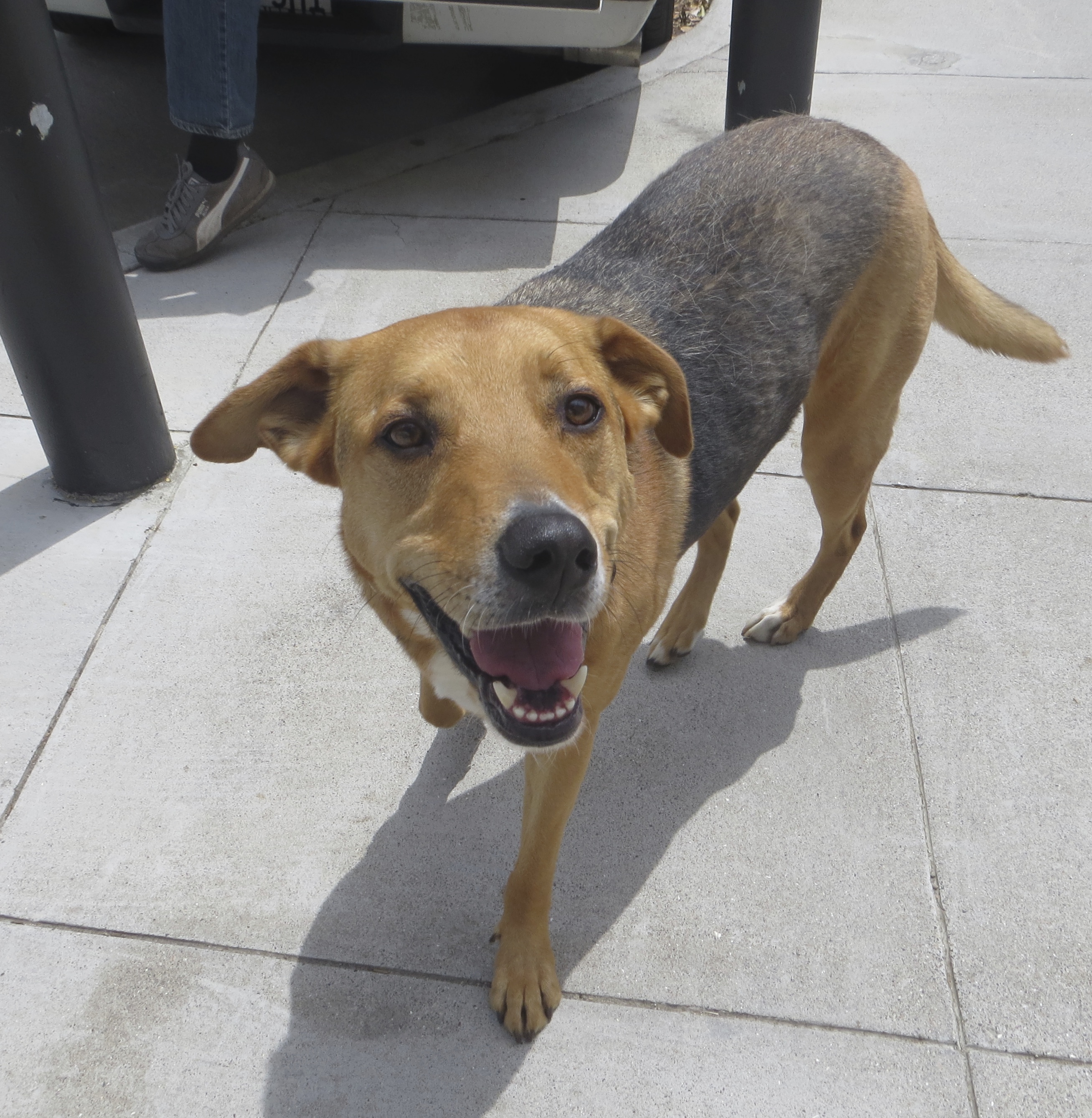 labrador retriever german shepherd dog mix