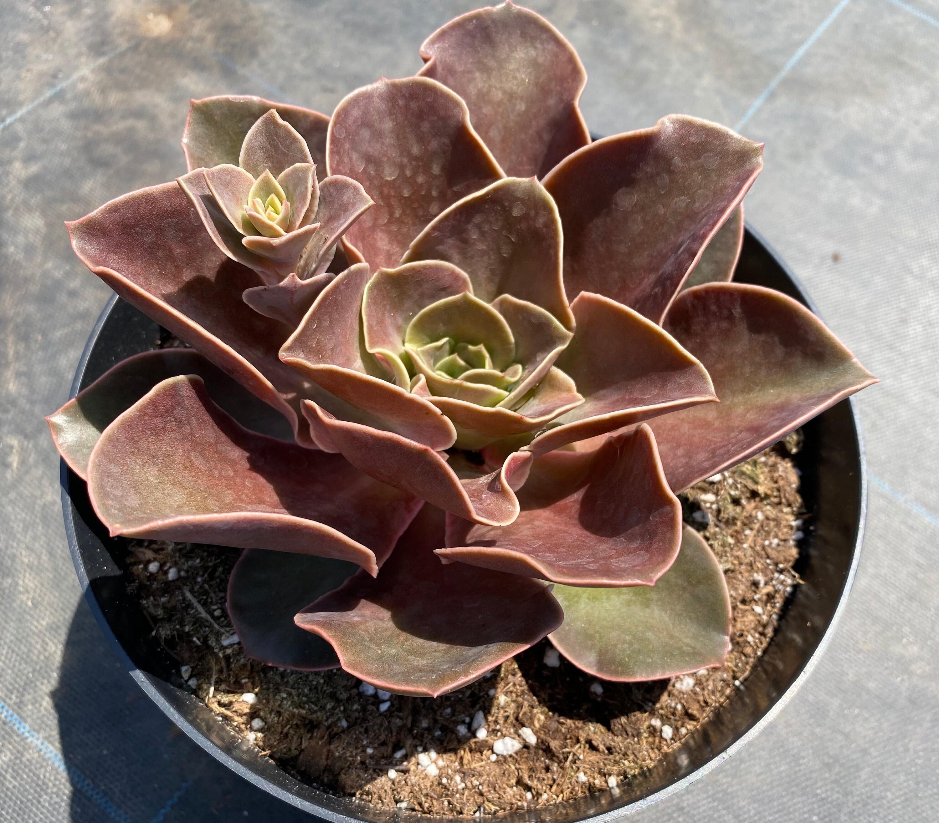 echeveria fireglow