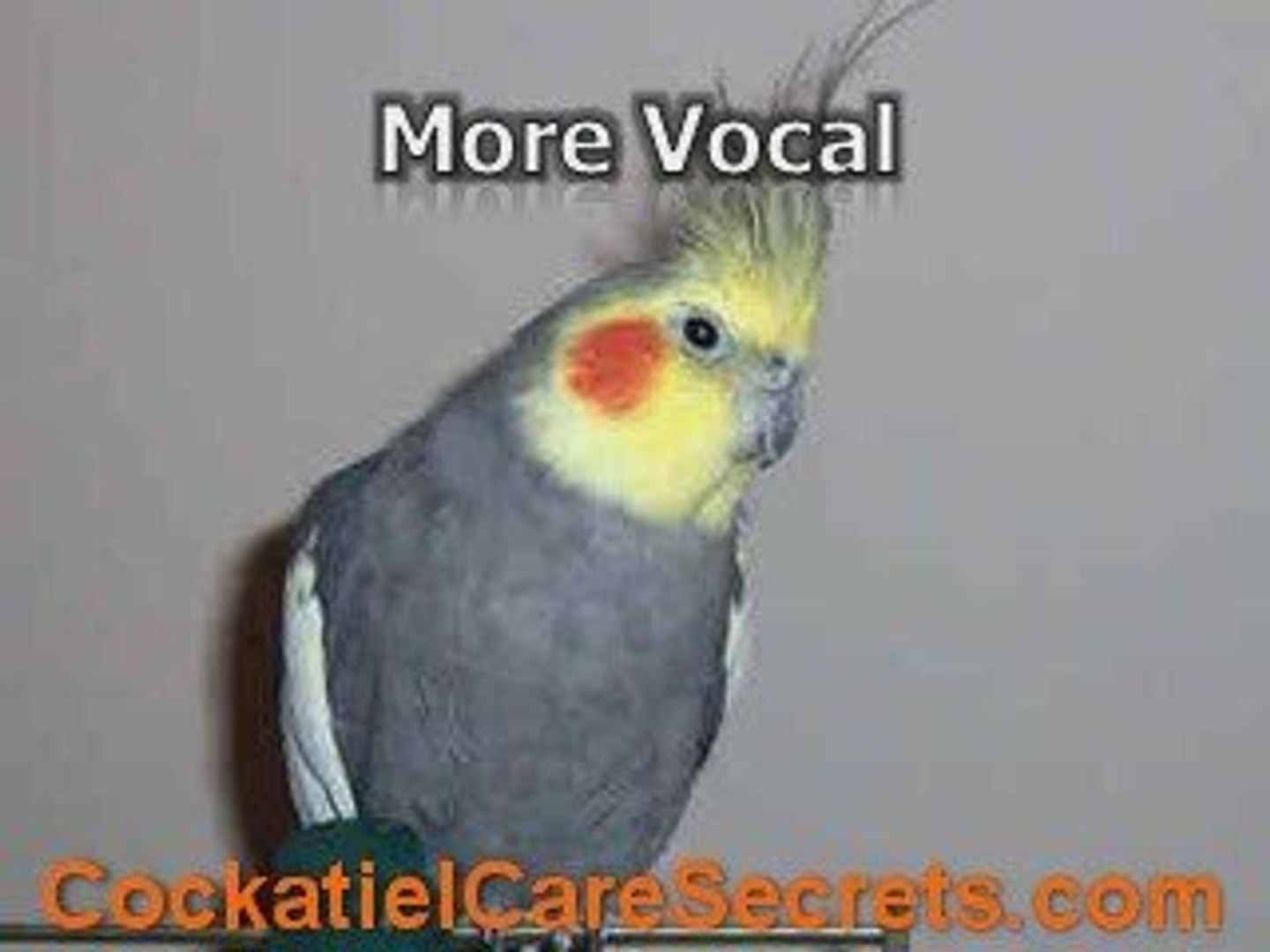 cockatiel sounds