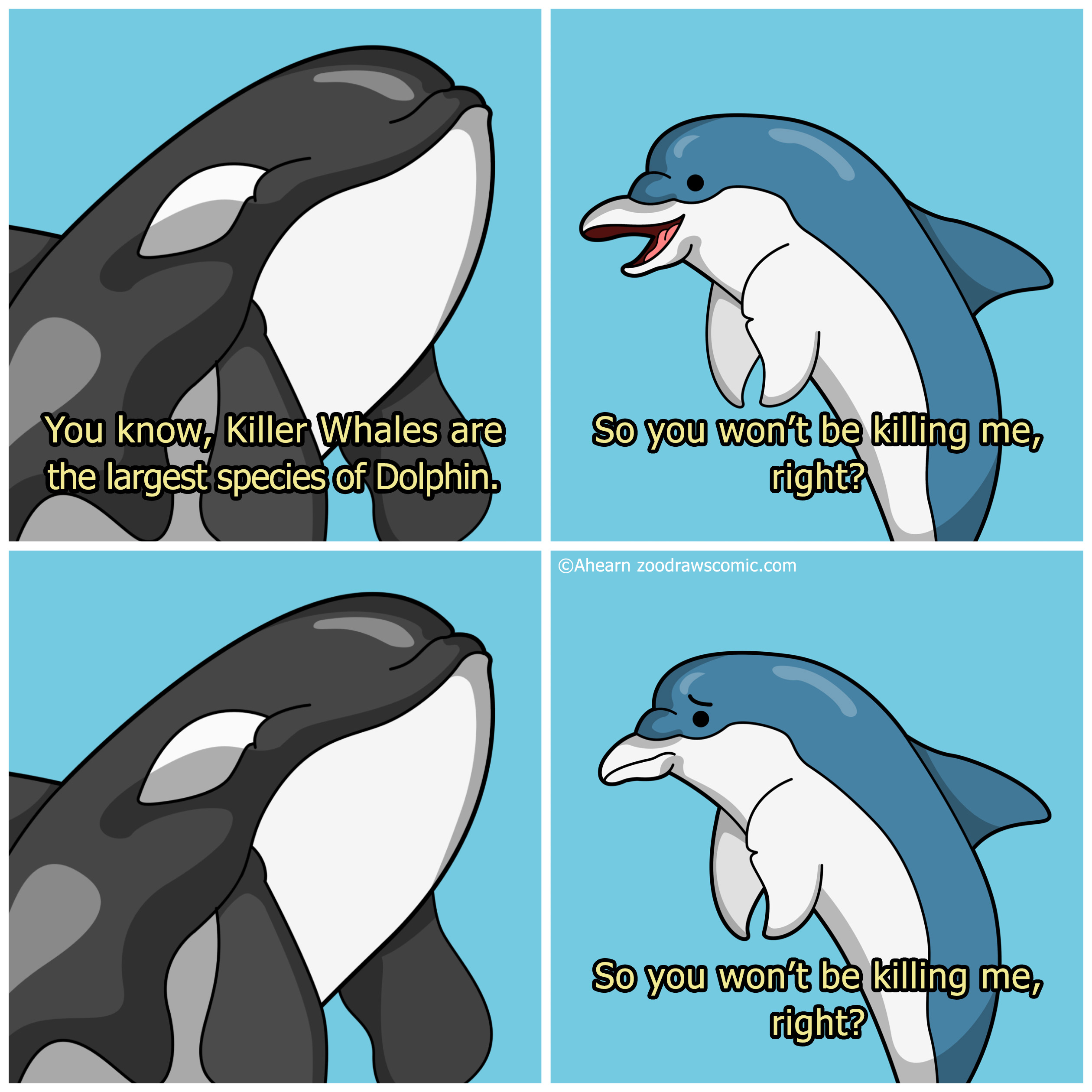 dolphins memes