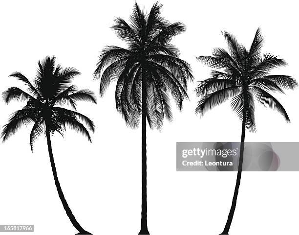 palm tree graphic