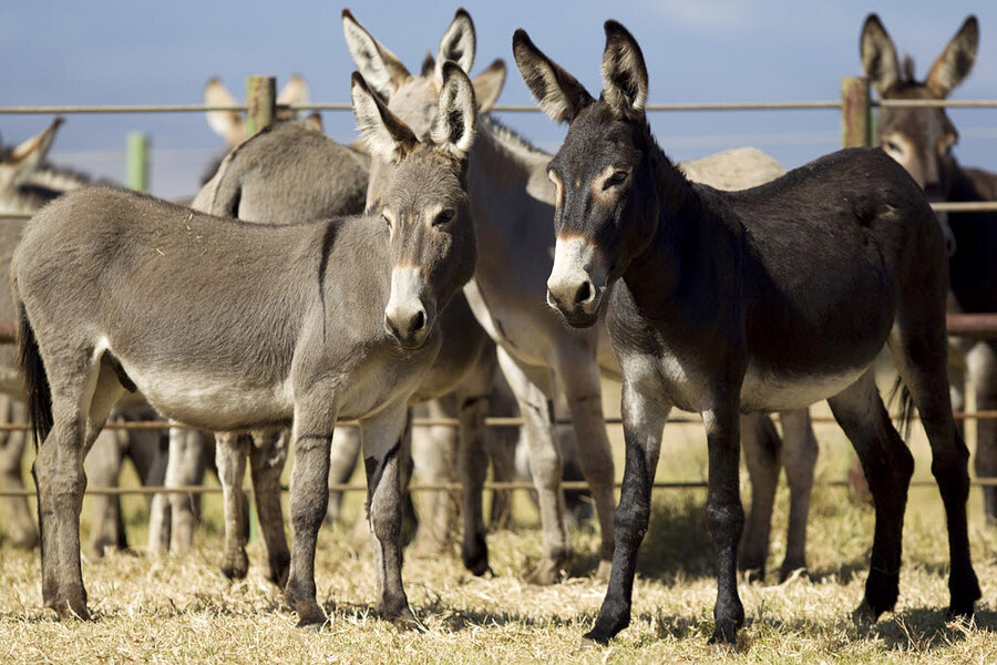 images of donkeys