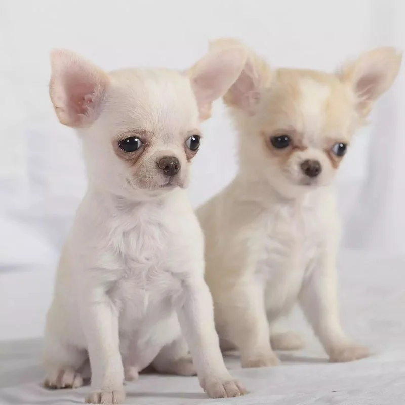 chiuahua puppies for sale