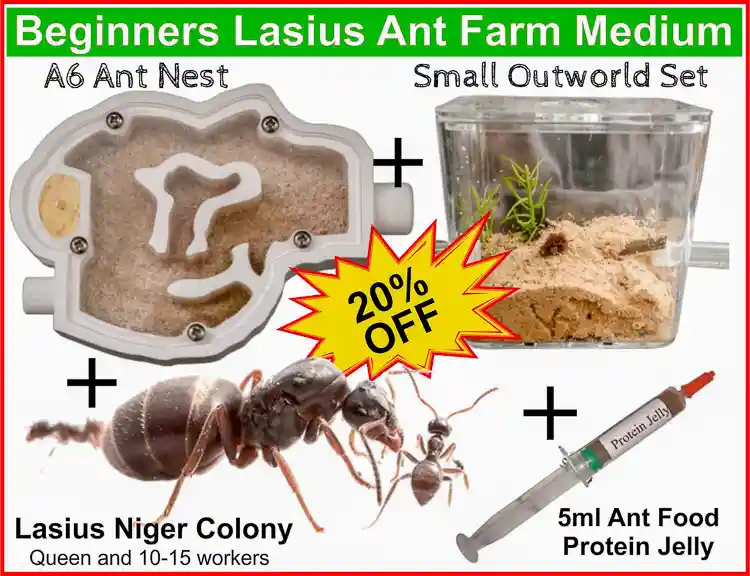 ants for ant farm uk