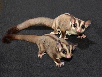 sugar gliders for sale kansas city