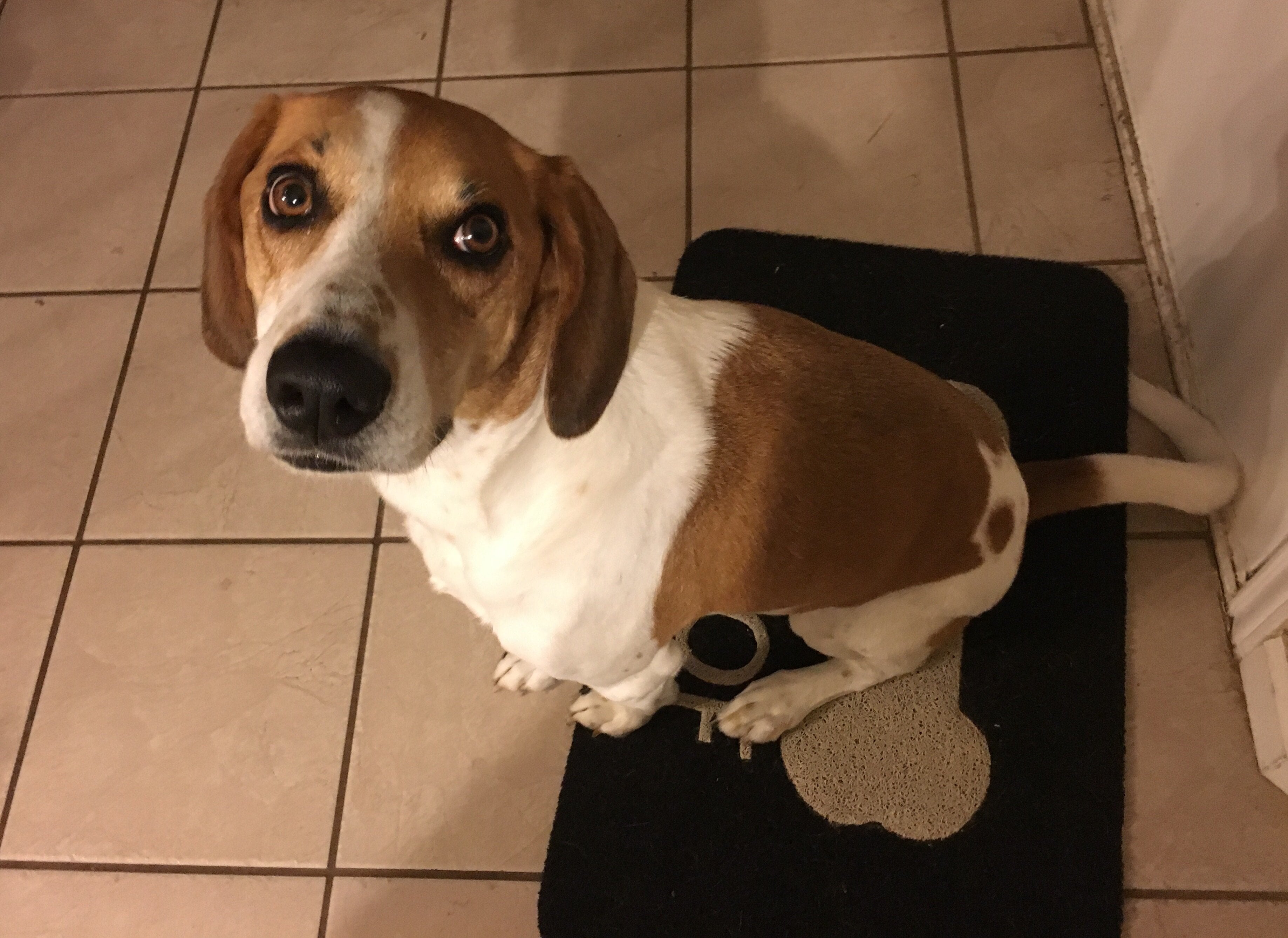 walker and beagle mix