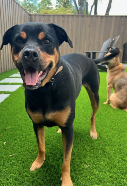 pitbull dog mix with rottweiler