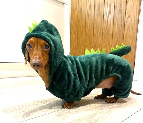 sausage dog apparel