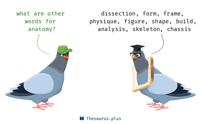 anatomy and synonyms