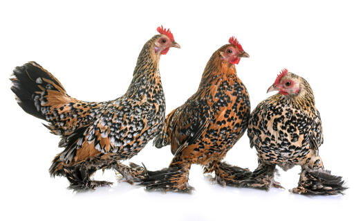 bantam chickens for sale near me