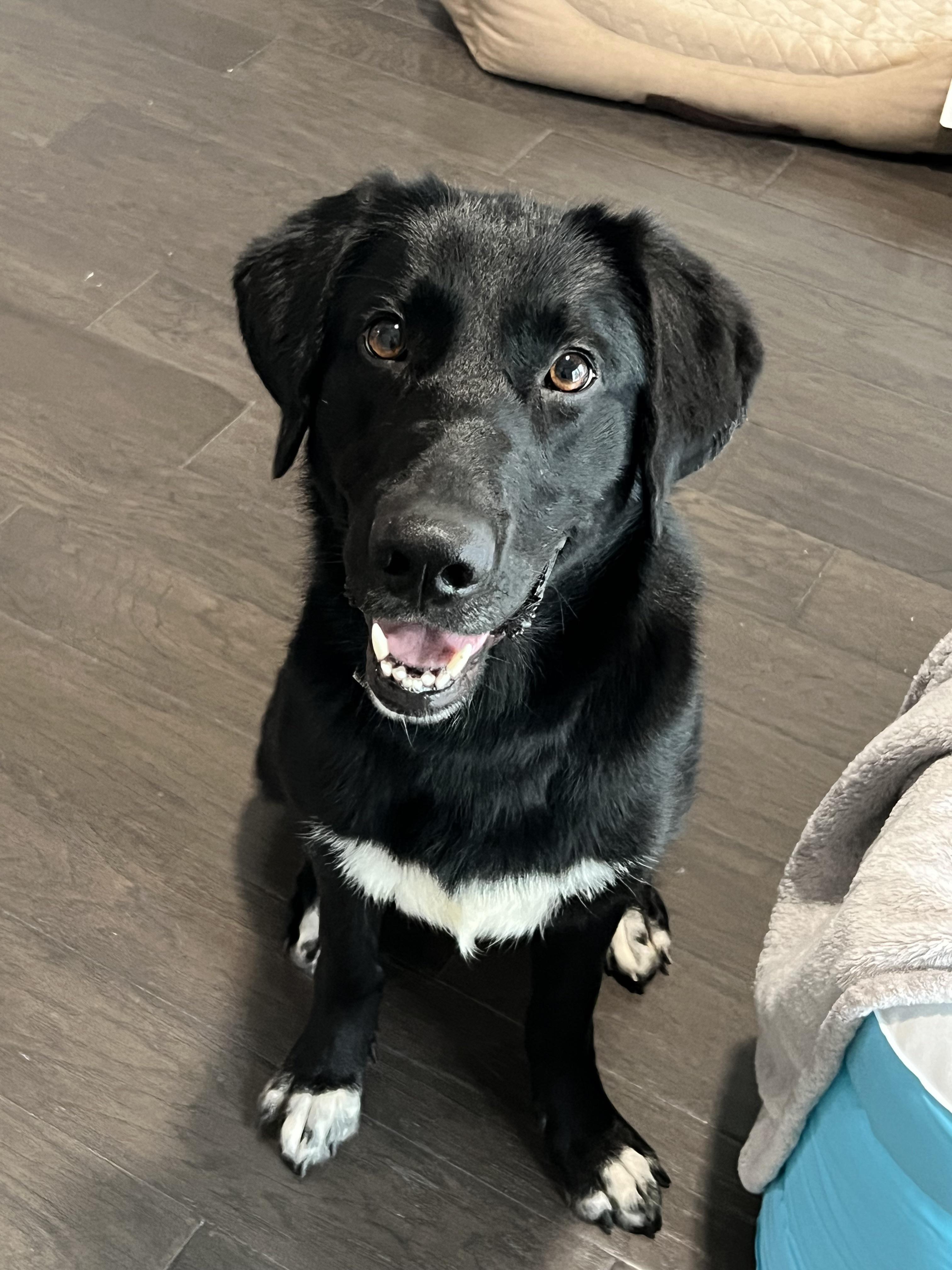 border collie and labrador mix