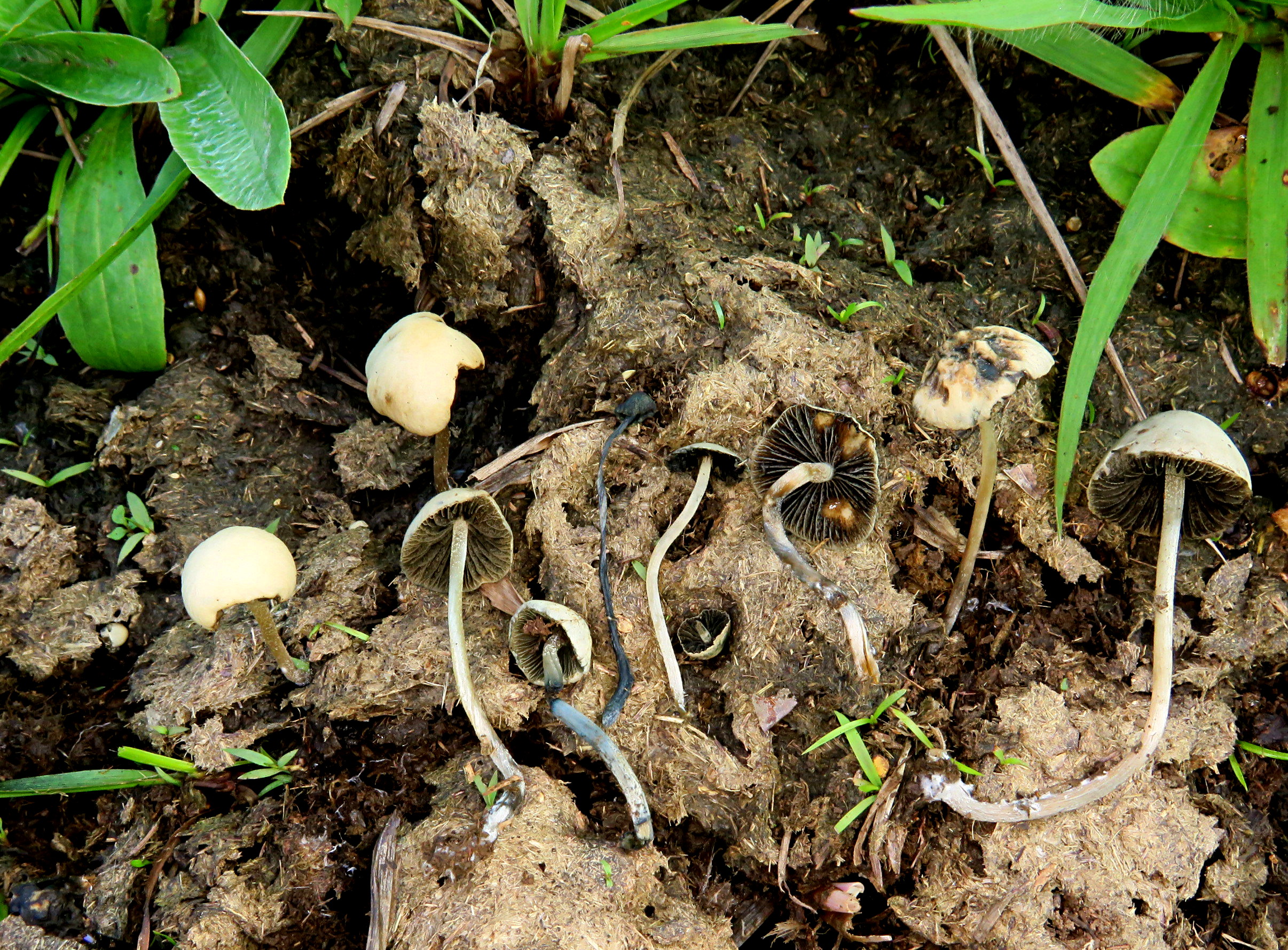 pan cyanescens