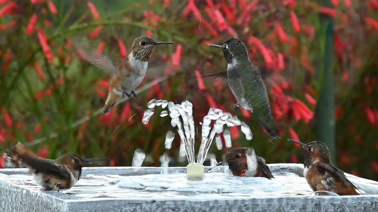 hummingbird bird bath fountains