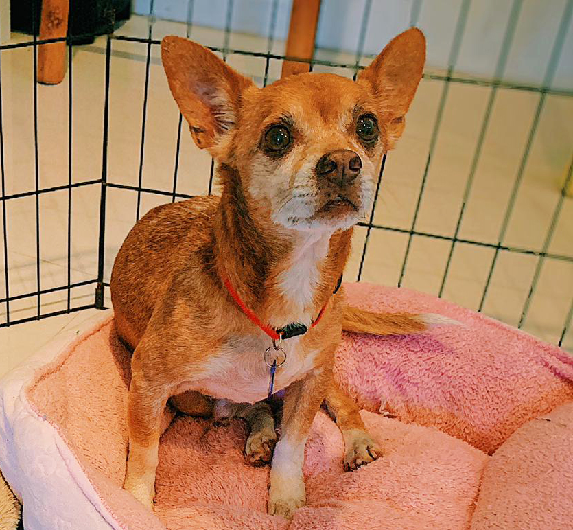 chihuahua rescue miami