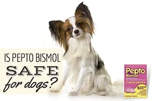 pepto bismol for puppies