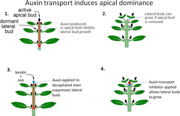 what do you mean by apical dominance