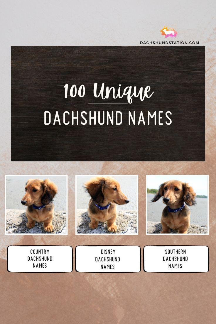 good wiener dog names