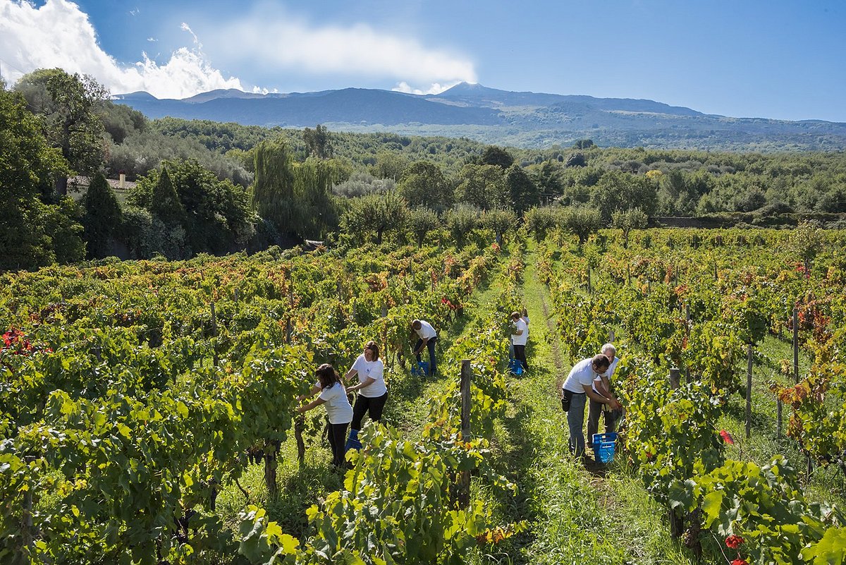 donnafugata cantina randazzo