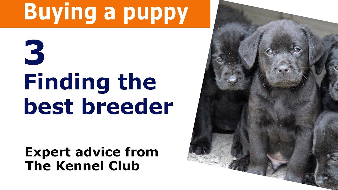 kennel club find a puppy