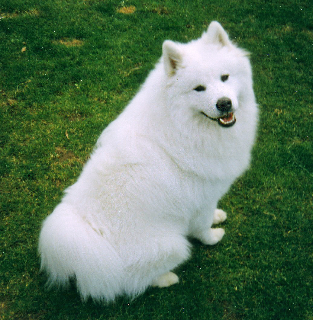 samoyed dog pronunciation