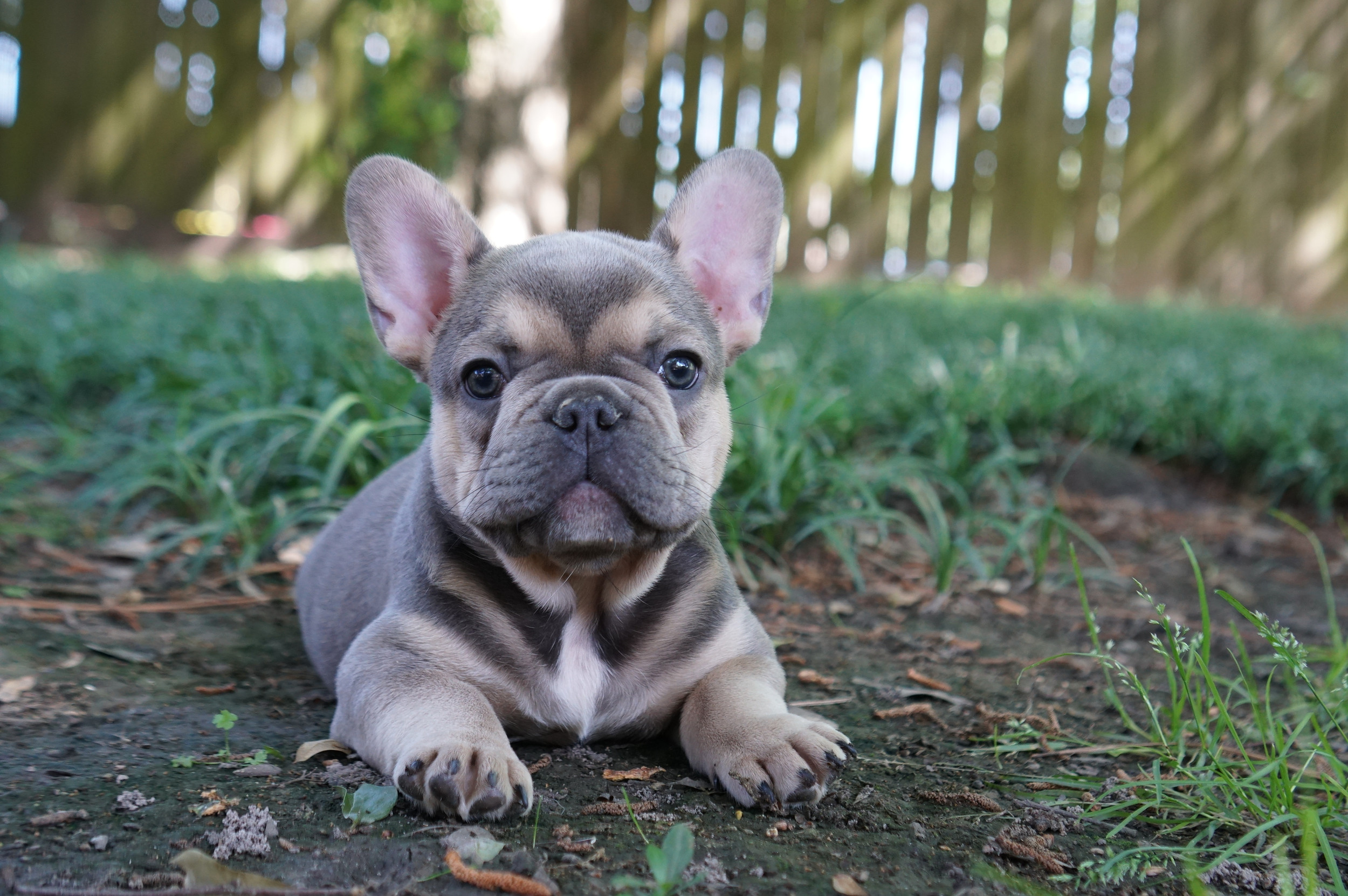 puppies for sale french bulldog