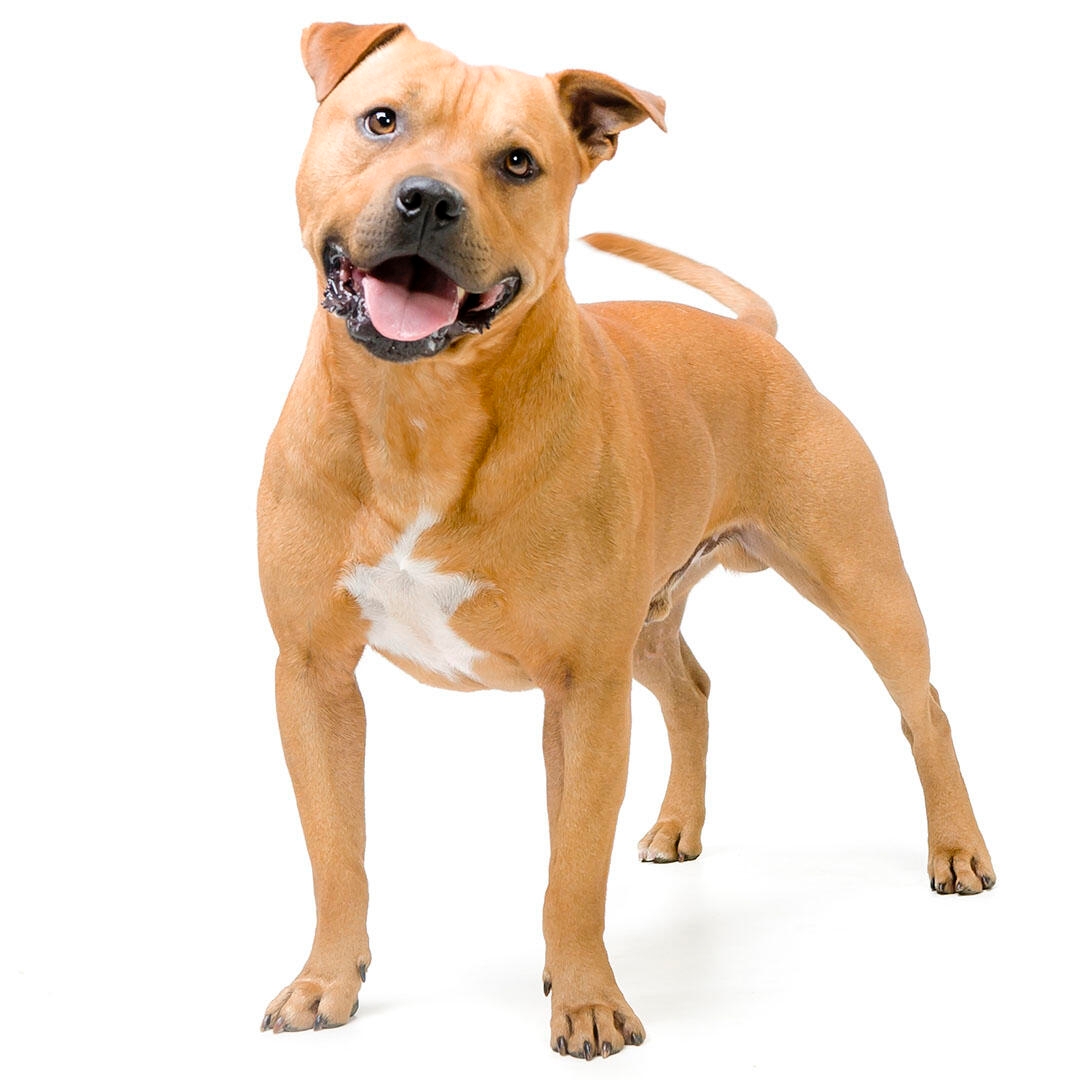 staffordshire bull terrier pics