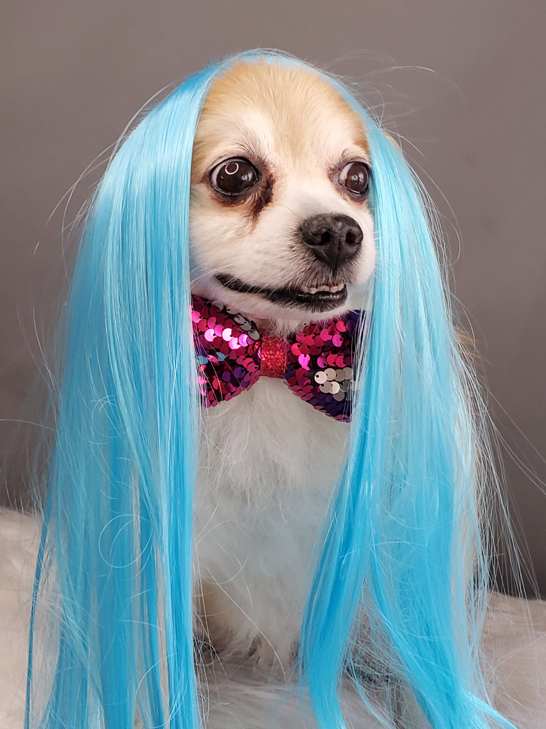 elegant pets wigs