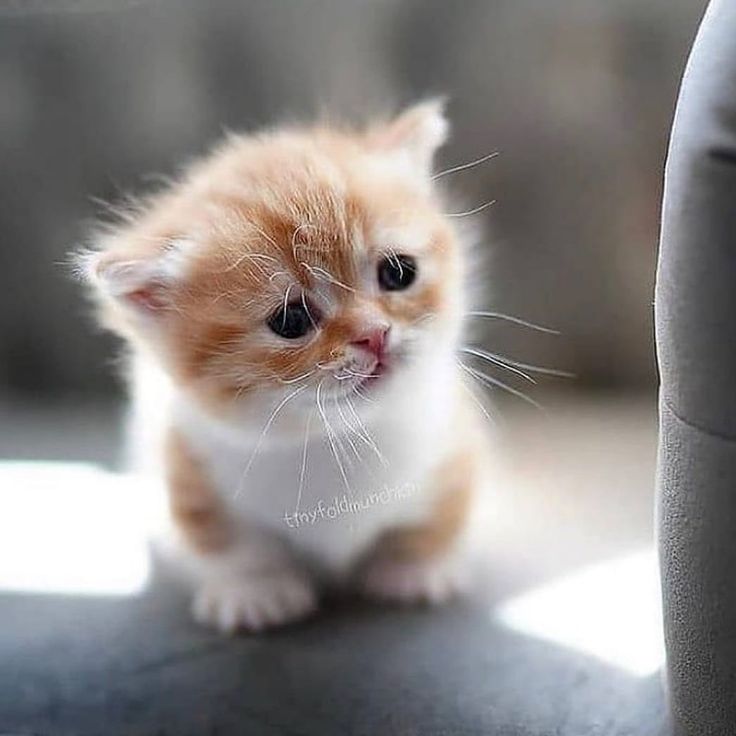 munchkin cat kitten