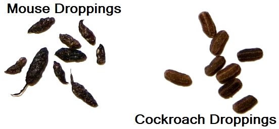 cockroach poop pictures