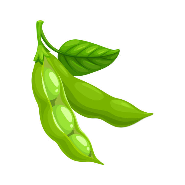 beans clipart