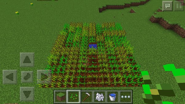 minecraft how to make sheep follow you